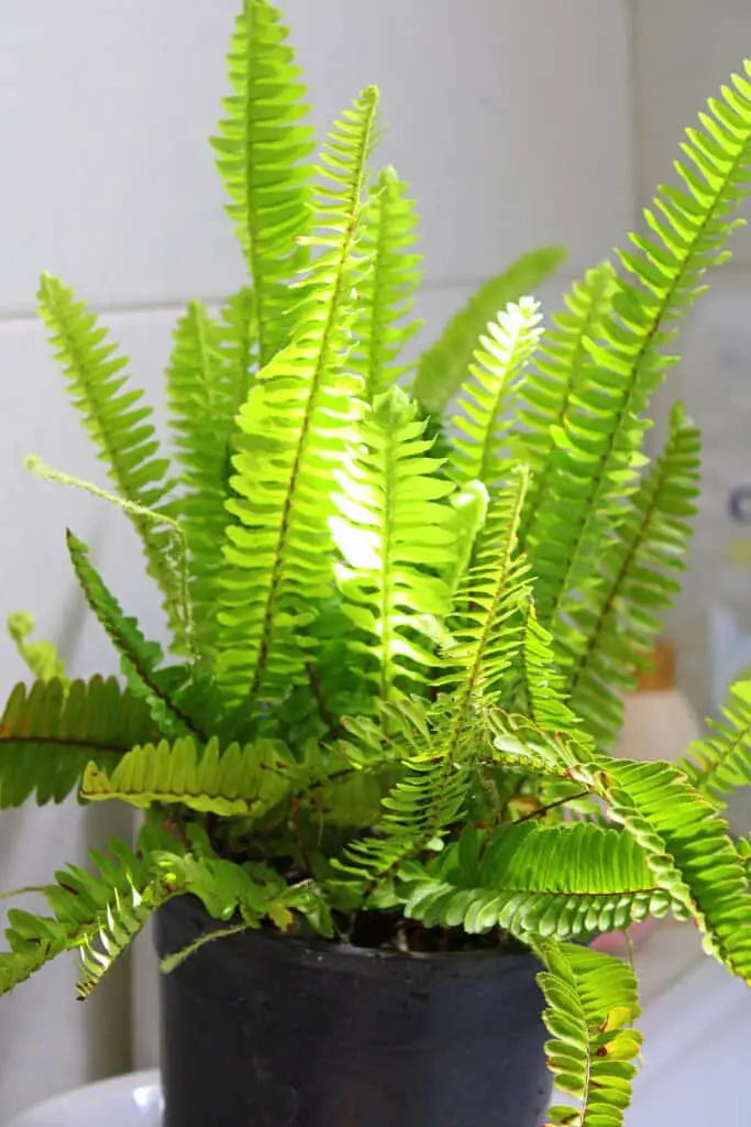 a potted boston fern on a sunny windowsill. are boston ferns safe for cats or toxic?
