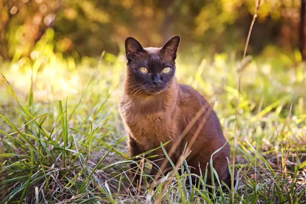 a chocolate pointed burmese cat sitting in grass on a sunny day