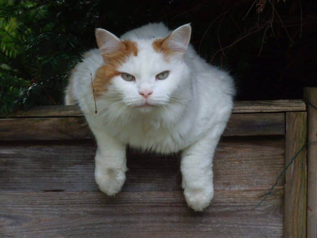 an orange and white turkish van cat climbing over a fence