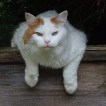 an orange and white turkish van cat climbing over a fence