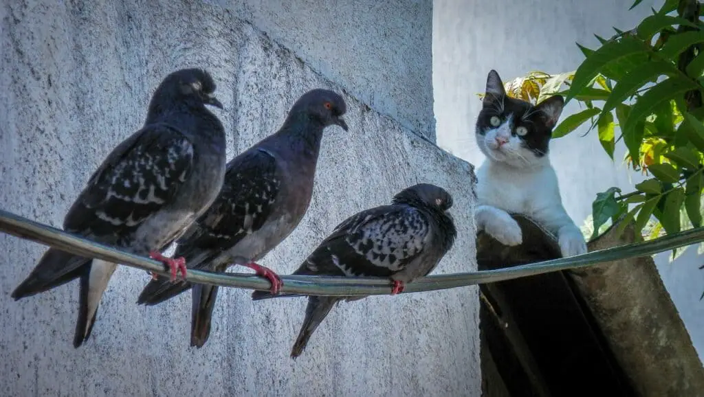 a black and white cat hunting three pigeons