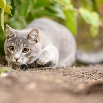 a grey cat getting ready to pounce