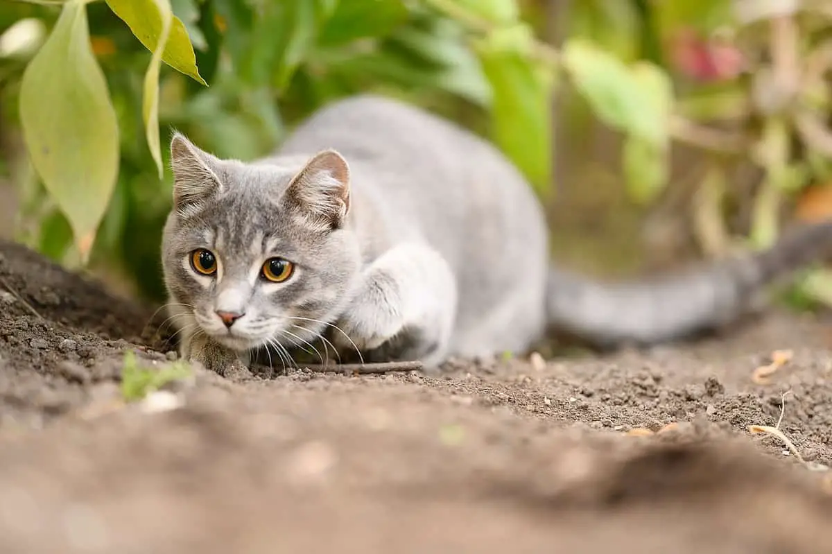 a grey cat getting ready to pounce