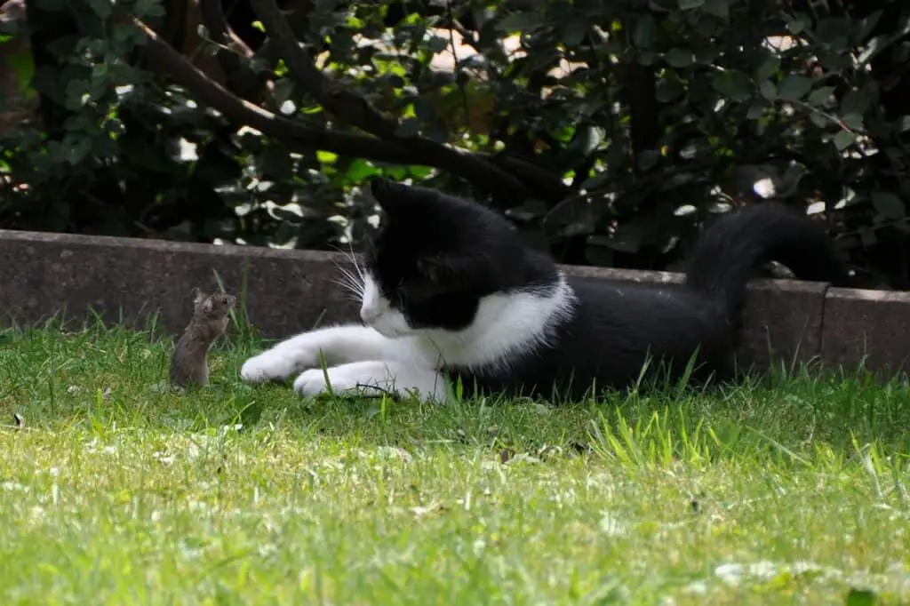 a black and white cat hunting a mouse
