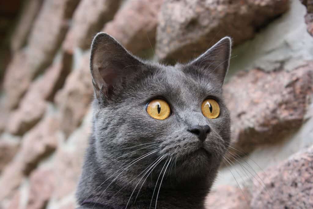 a portrait shot of a grey chartreux cat with copper eyes against a walled backdrop staring