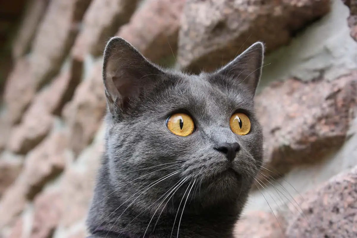 6 Grey Shorthair Cat Breeds