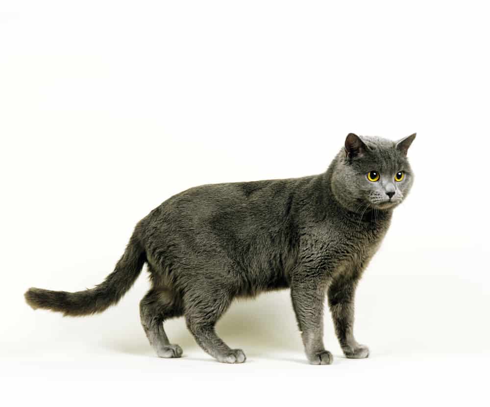 a grey chartreux cat standing in front of a white background