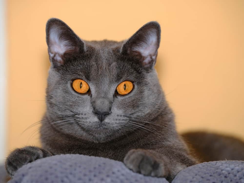 chartreux cat with grey fur and copper eyes