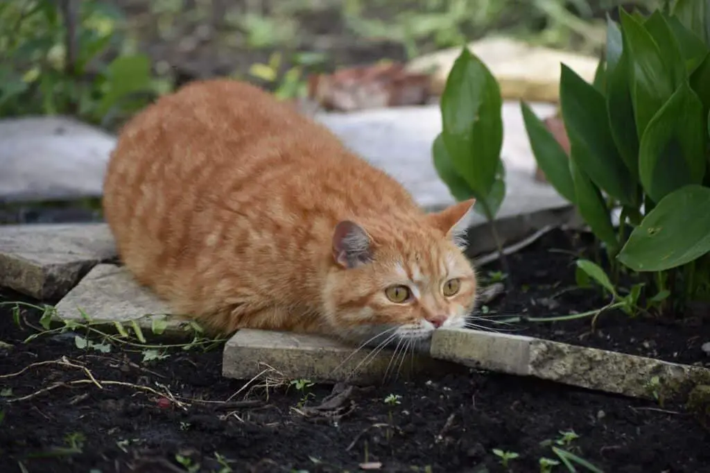 an orange tabby cat hunting outdoors