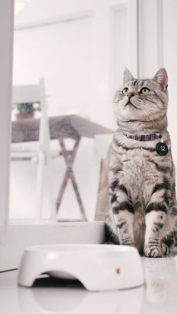 a sliver grey tabby american shorthair cat sitting