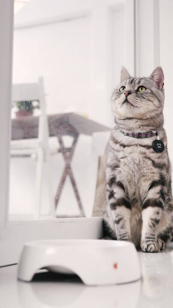 a brown tabby american shorthair cat sitting