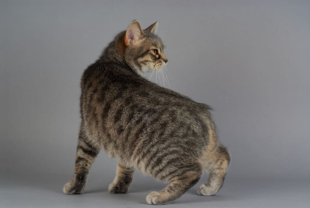 a grey and black tabby rumpy manx cat 