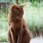 a havana brown cat sitting outdoors in a garden