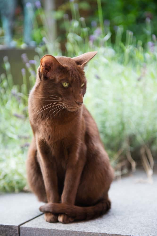 a havana brown cat sitting outdoors in a garden