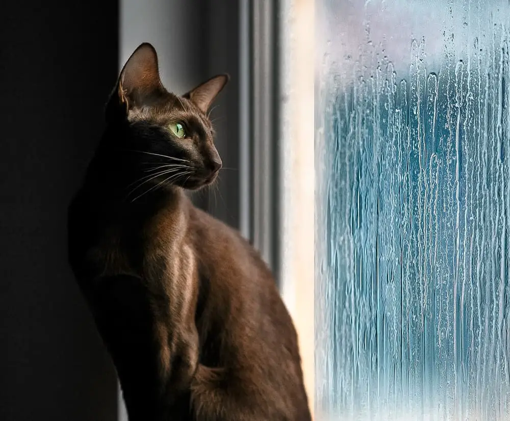 an adult havana brown cat with green eyes sitting by a window