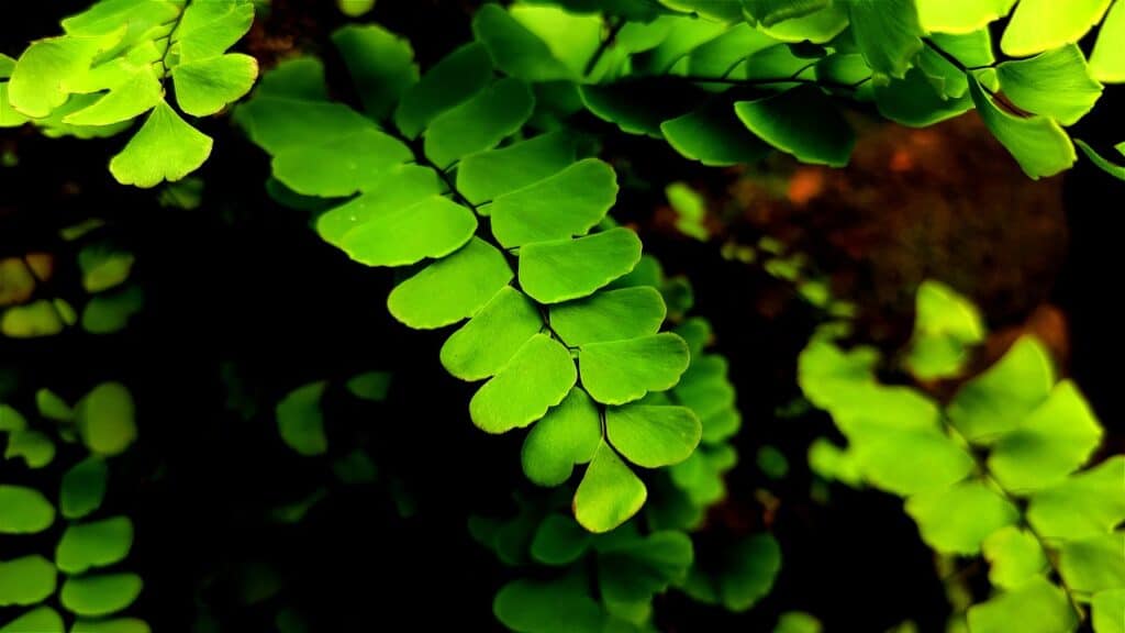 a close up of a maindenhair fern in a garden