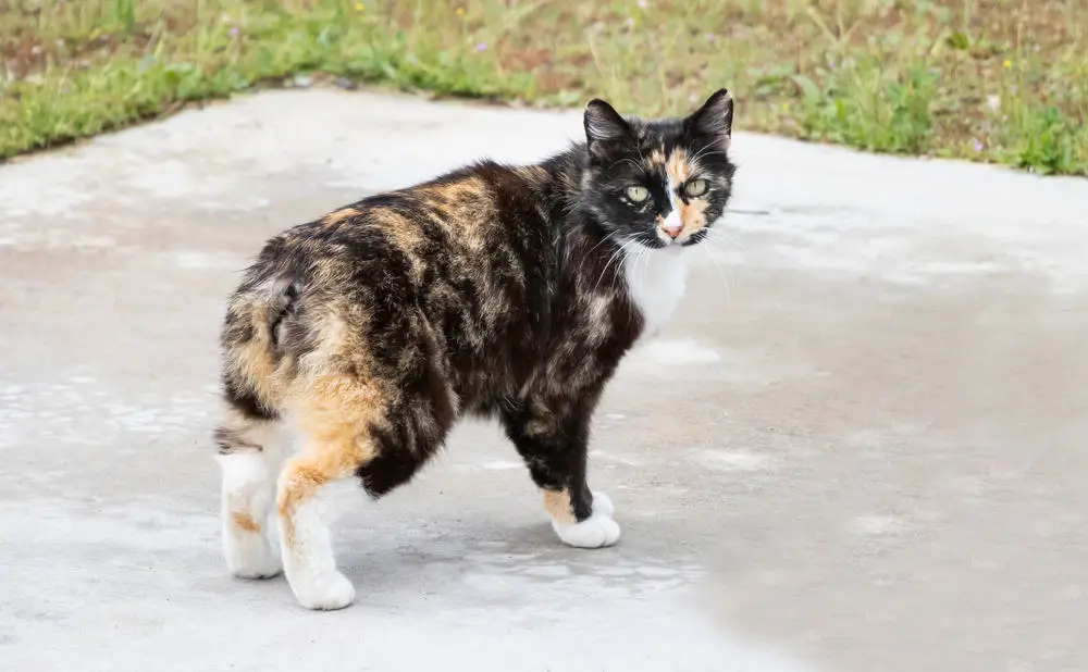 a rumpy tortie manx cat outdoors