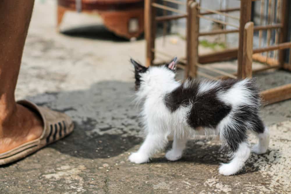 a black and white long haired stubby manx kitten outdoors