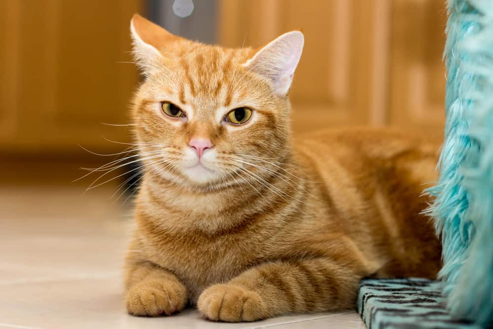 an orange tabby american shorthair cat in sphinx pose
