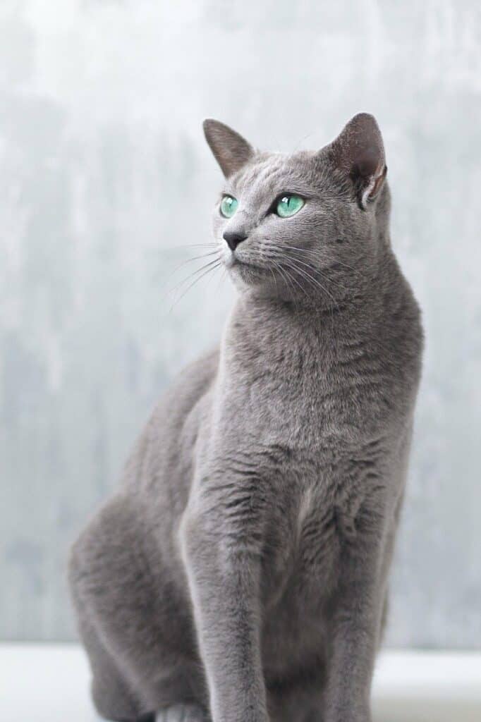 a russian blue cat with blue eyes sitting outdoors. short haired grey cat from Russia.
