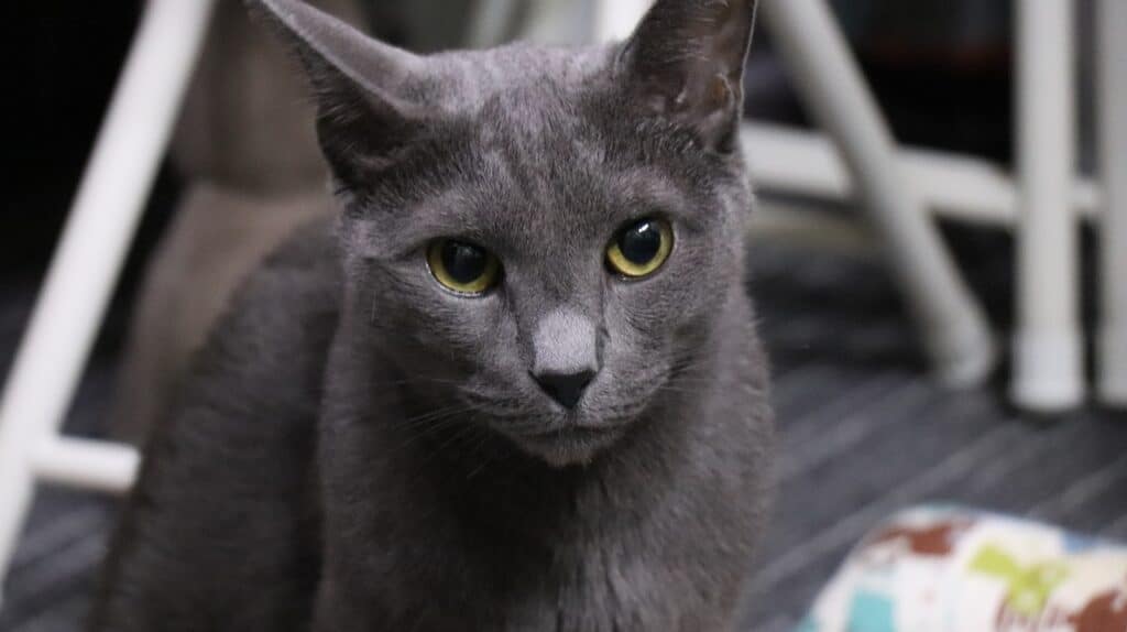 a russian blue cat with green eyes lying in sphinx pose