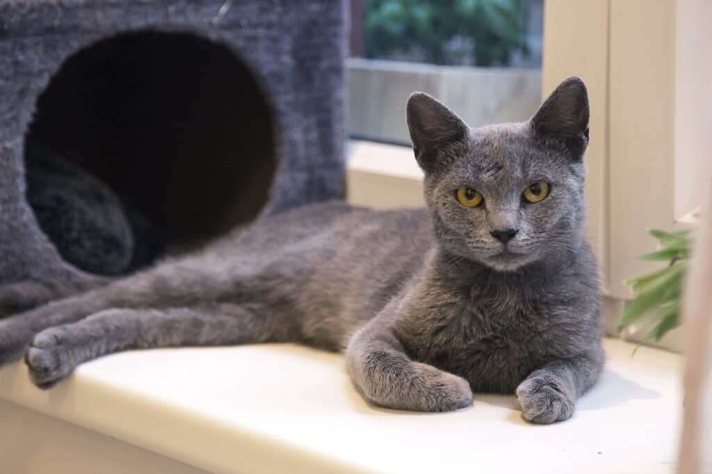 a russian blue kitten lying on carpet