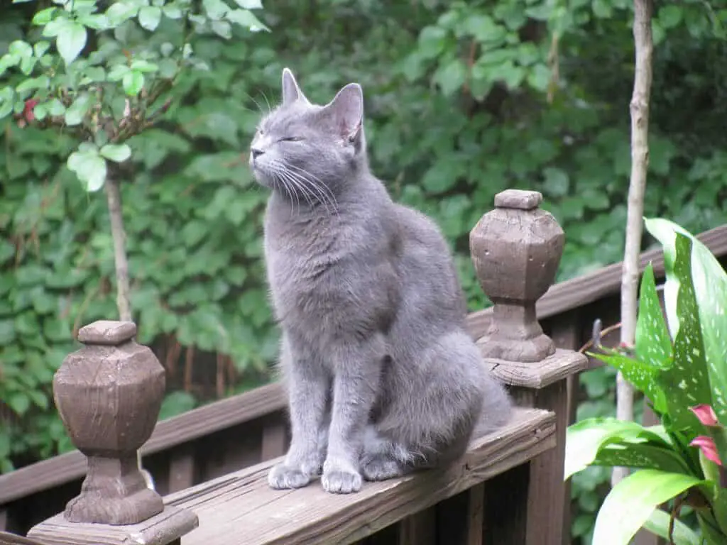 a russian blue cat sitting on a wall