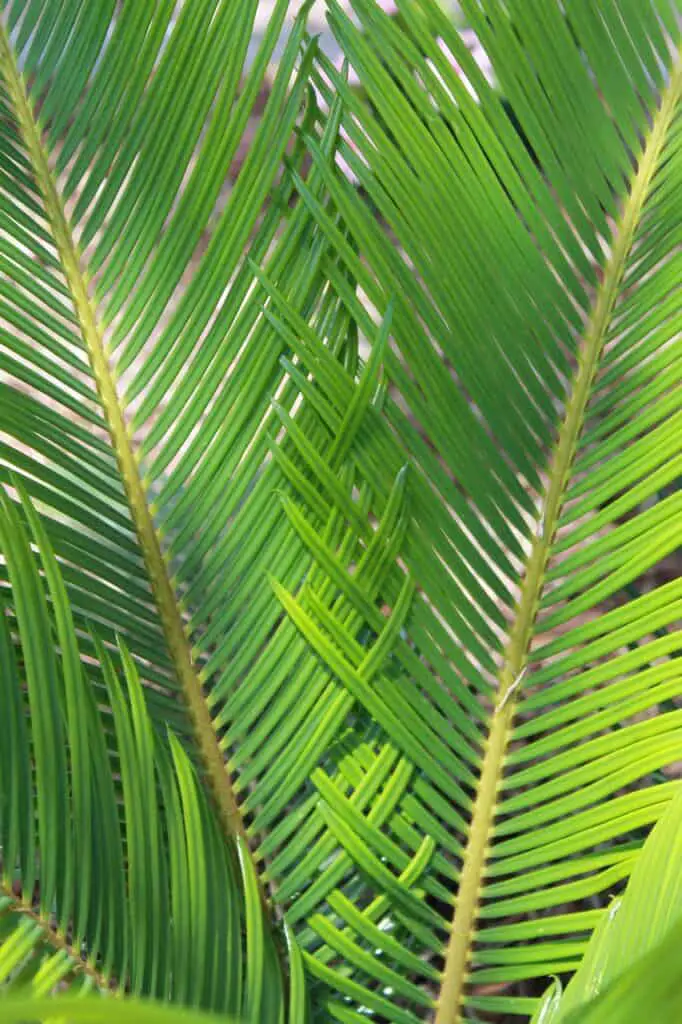 close up of sago palm fronds. ferns toxic to cats. is a fern palm toxic to cats.