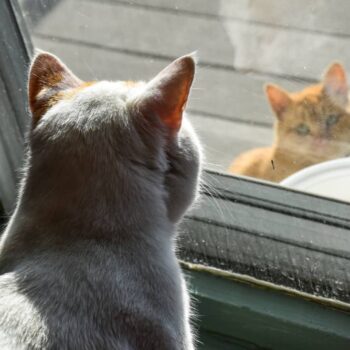 a grey cat looking out of a window at a ginger cat sitting on a porch