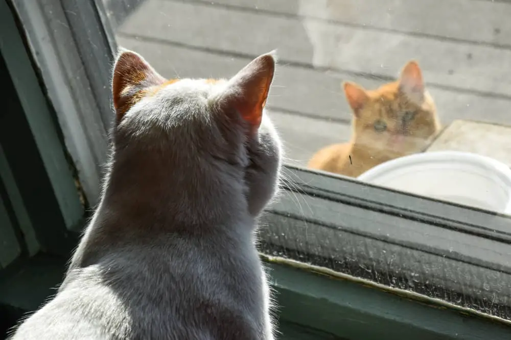 a grey cat looking out of a window at a ginger cat sitting on a porch