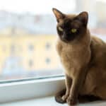 a beautiful chocolate colored burmese cat with golden eyes sitting on a windowsill