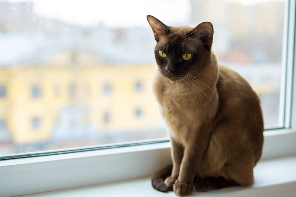 a beautiful chocolate colored burmese cat with golden eyes sitting on a windowsill