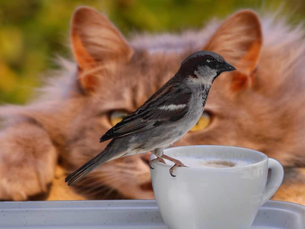 a tabby cat hunting a sparrow 