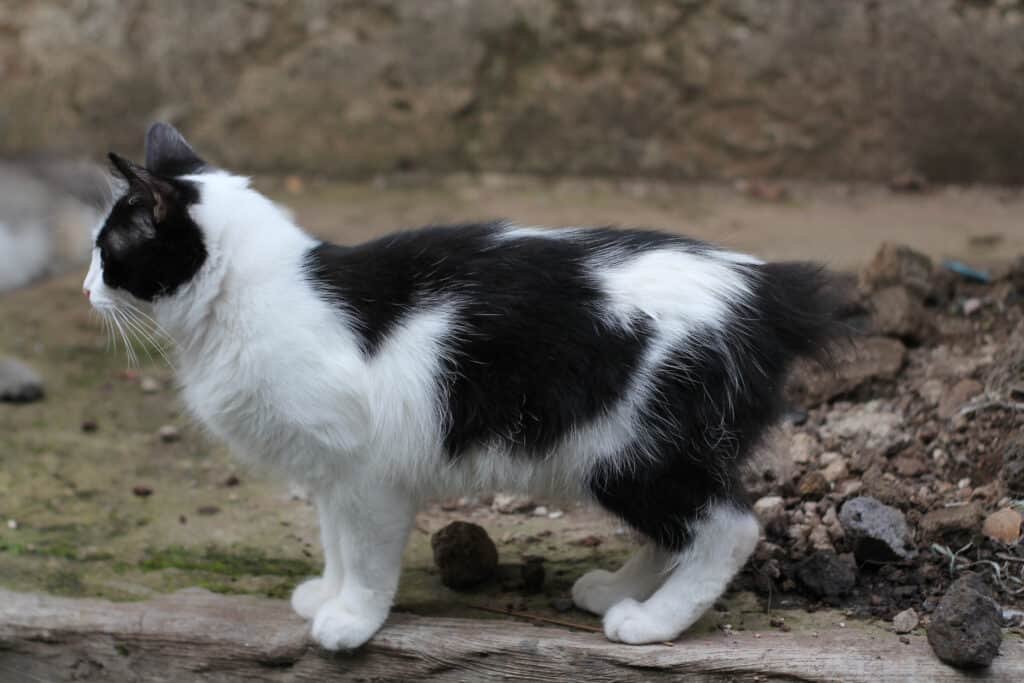 a black and white stubby manx cat standing outside