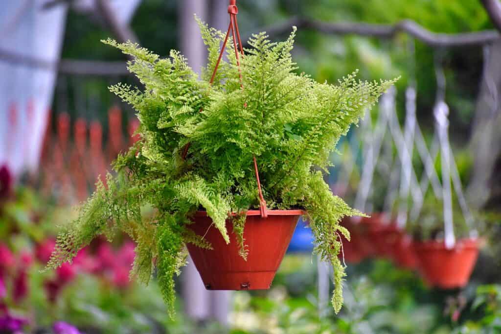 a sword fern in a hanging basket. is a sword fern toxic to cats or poisonous to cats?