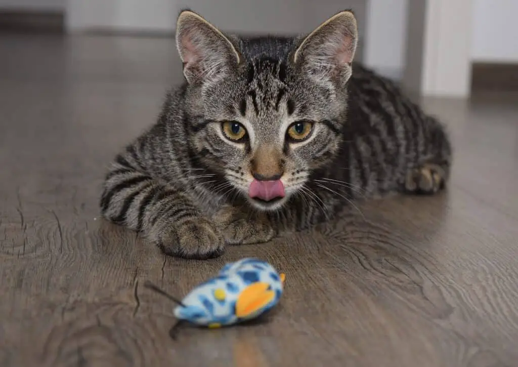 a tabby cat stalking a toy mouse