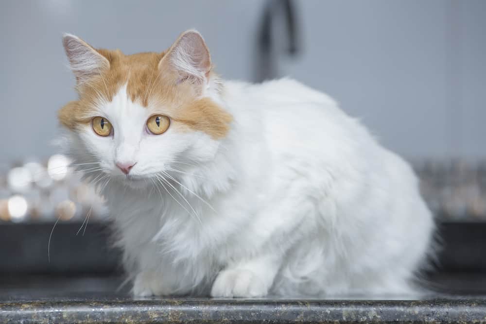 a semi long haired turkish van kitten with orange markings on the head and orange eyes crouching on a kitchen top surface