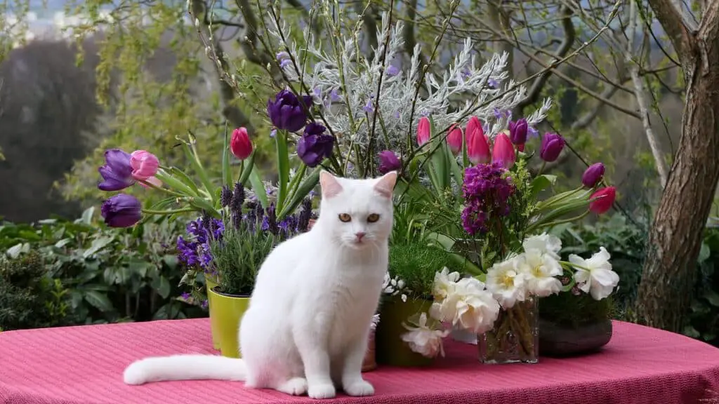 a pure white short hair turkish van cat with orange eyes sitting next to a flower display