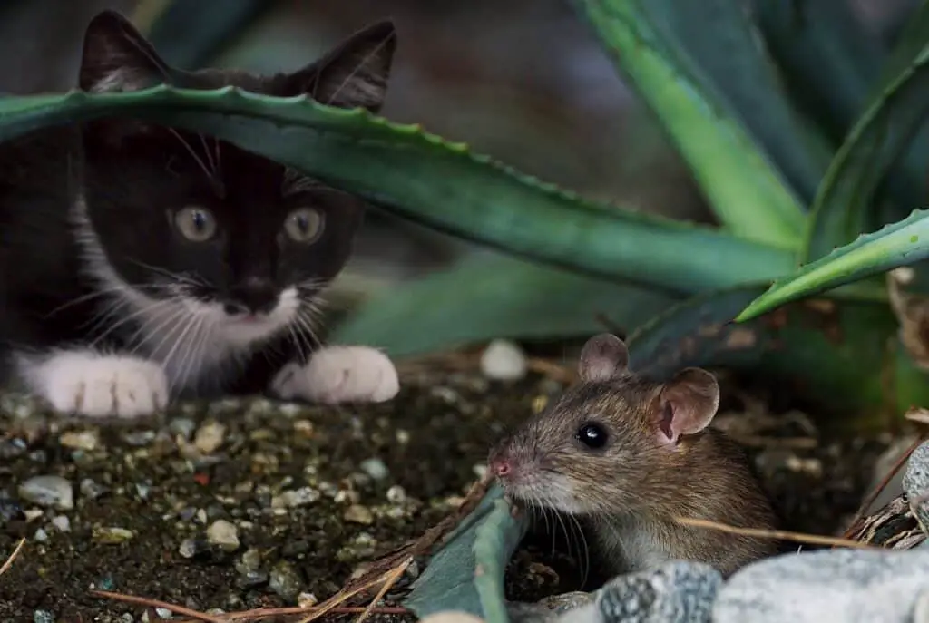 black and white cat hunting a mouse in undergrowth