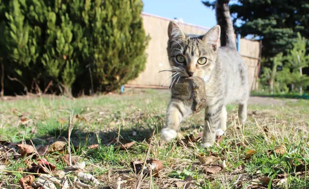 young grey cat carrying a mouse in their mouth