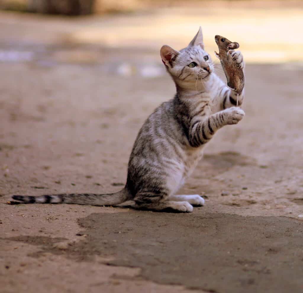 young tabby cat playing with a mouse