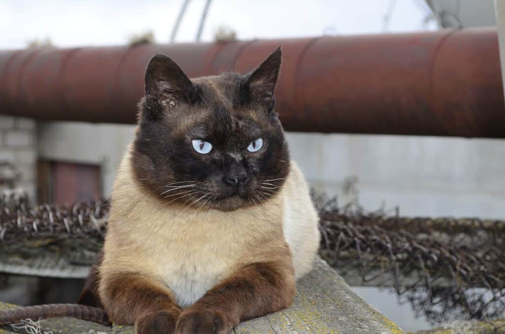 applehead siamese cat in sphinx pose