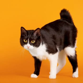 a bicolor black and white japanese bocotail cat