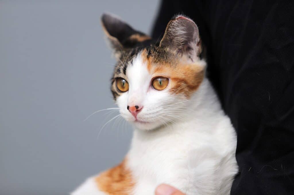 portrait of a calico kitten with amber eyes