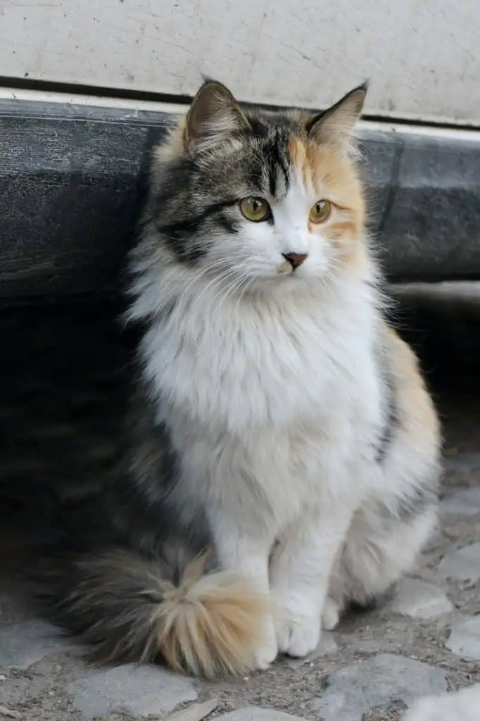 norwegian forest cat dilute calico cat. Caliby cat - calico tabby mix