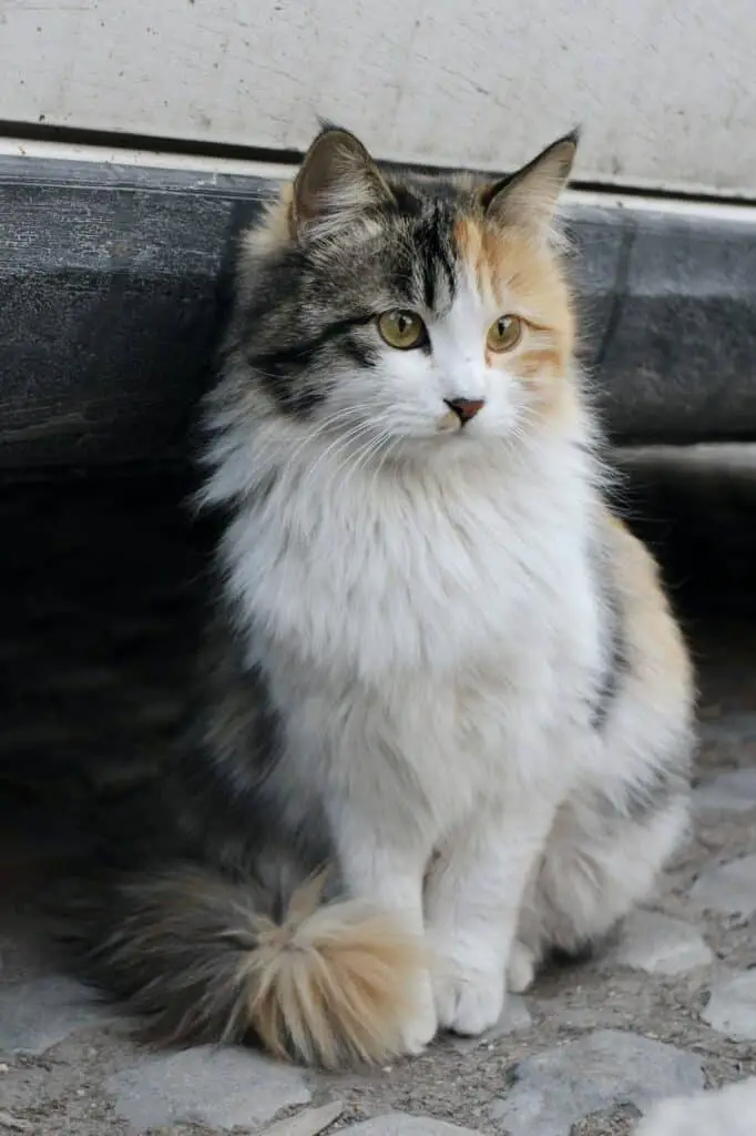 norwegian forest cat dilute calico cat