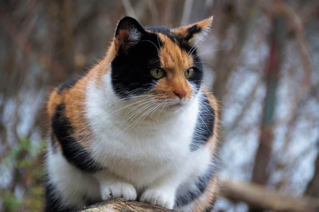adult calico cat sitting on a fence in sphinx pose