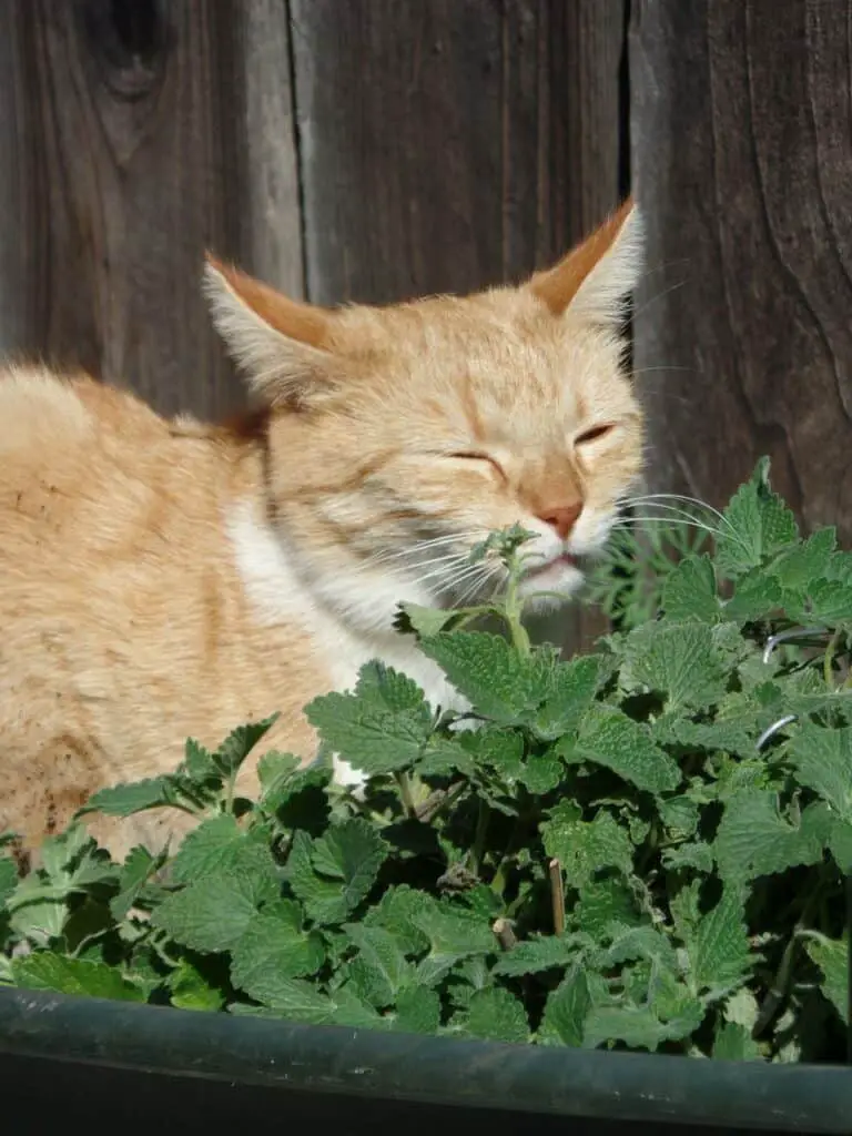 ginger and white tabby cat enjoying fresh catnip in a garden