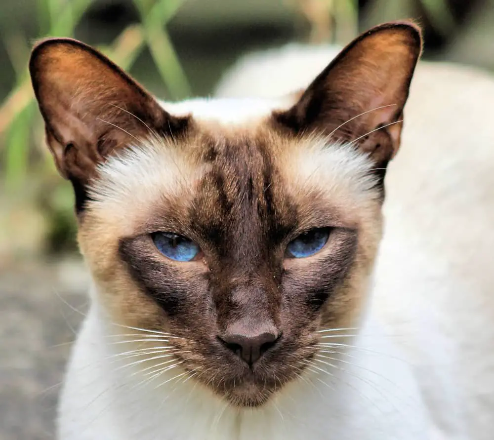 portrait of a chocolate point siamese cat with blue cross eyes outside in garden