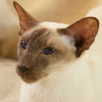 close up of a chocolate point siamese cat